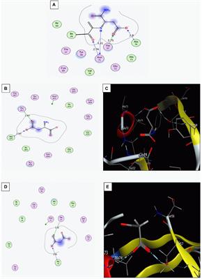 Aspartate α-decarboxylase a new therapeutic target in the fight against Helicobacter pylori infection